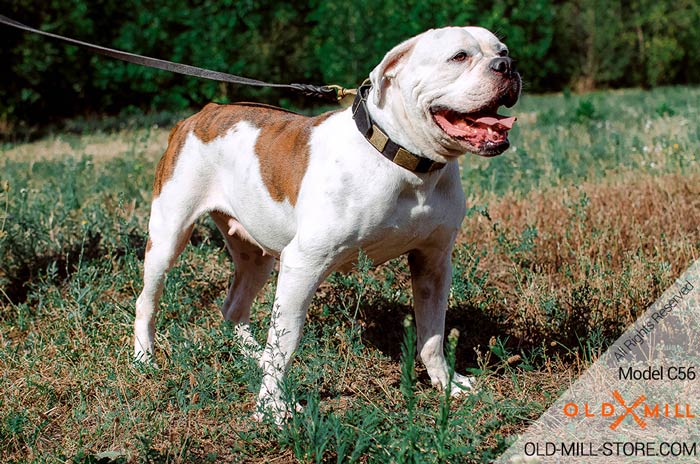 American Bulldog Collar with Vintage Brass Plates